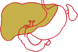 肝臓のイラスト