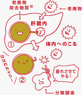 グルクロン酸のはたらき